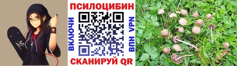 Галлюциногенные грибы Psilocybe  наркотики  Шилка 
